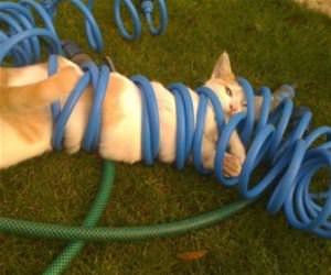 FunnyCatSite