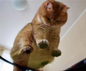 FunnyCatSite