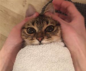 FunnyCatSite