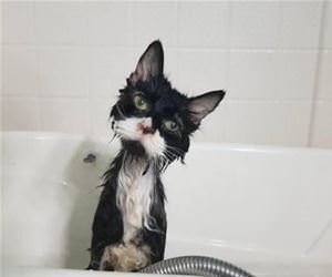 FunnyCatSite