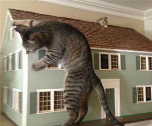 FunnyCatSite