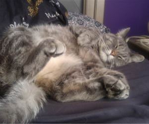 FunnyCatSite