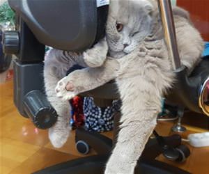FunnyCatSite