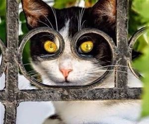 FunnyCatSite
