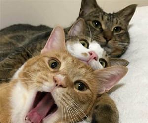 FunnyCatSite
