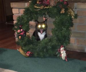FunnyCatSite