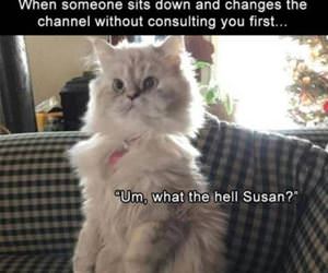 FunnyCatSite