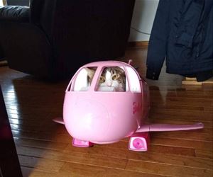 FunnyCatSite
