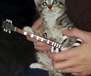 FunnyCatSite