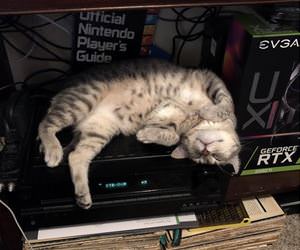 FunnyCatSite
