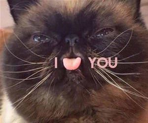 FunnyCatSite