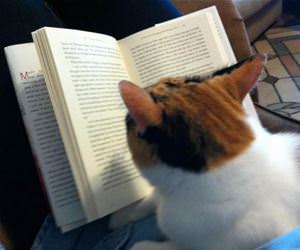 FunnyCatSite