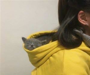 FunnyCatSite