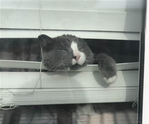 FunnyCatSite