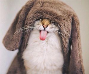 FunnyCatSite