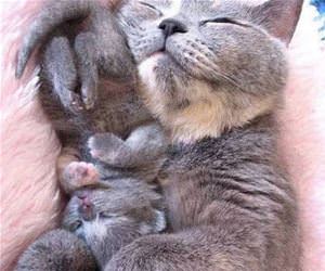 FunnyCatSite