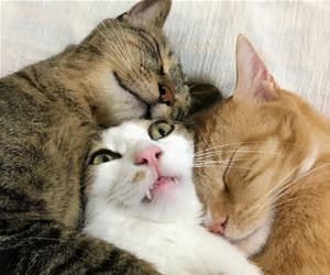FunnyCatSite