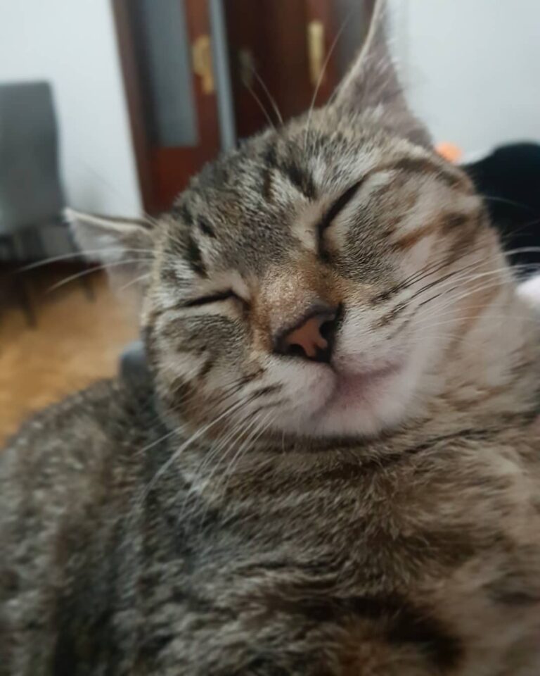 A Cloe le encanta dormir, que soñará? ——————————————————————————-