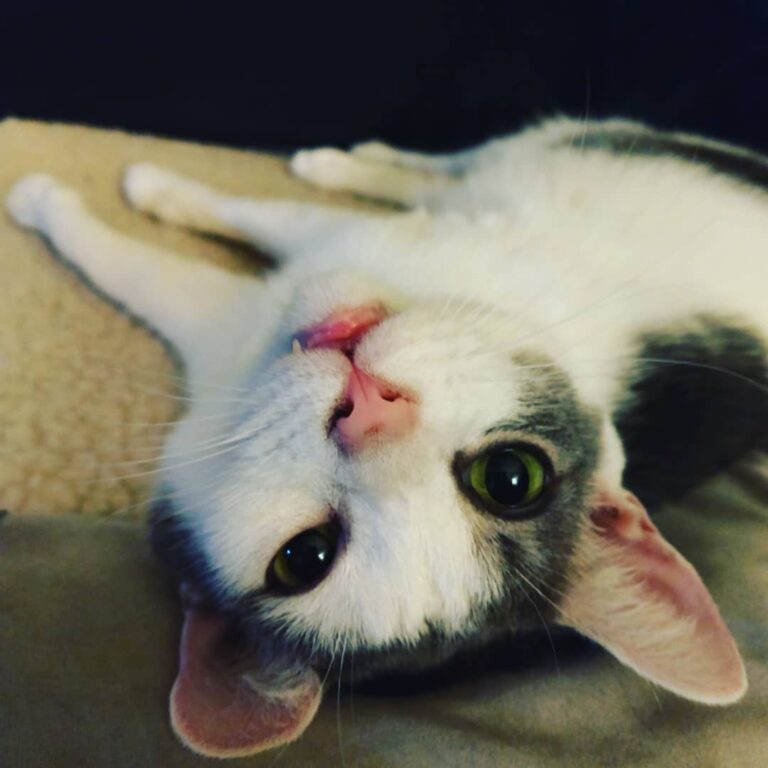Anakin may be evil, but like his namesake he still has moments of