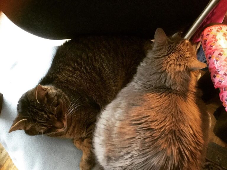 Boots & Socks having a afternoon nap together. This never happens lol
