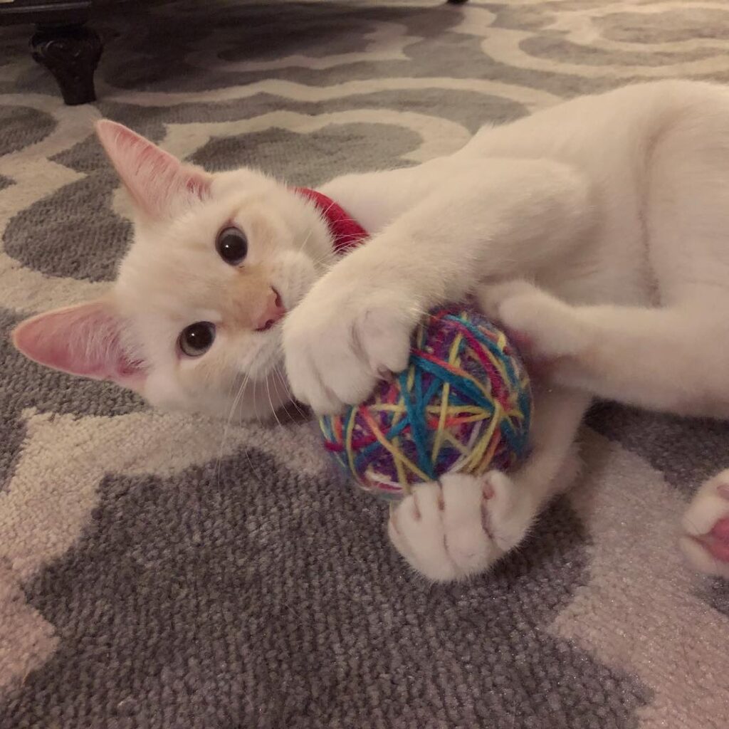 Bowser’s first Christmas. Looking forward to more memories in 2019. .