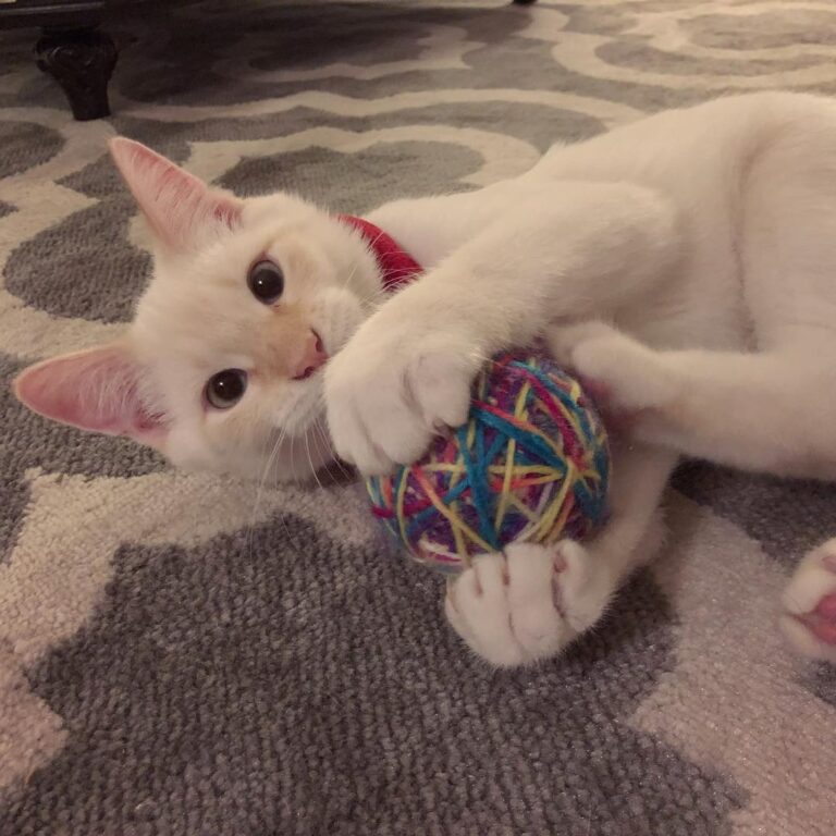 Bowser’s first Christmas. Looking forward to more memories in 2019. .