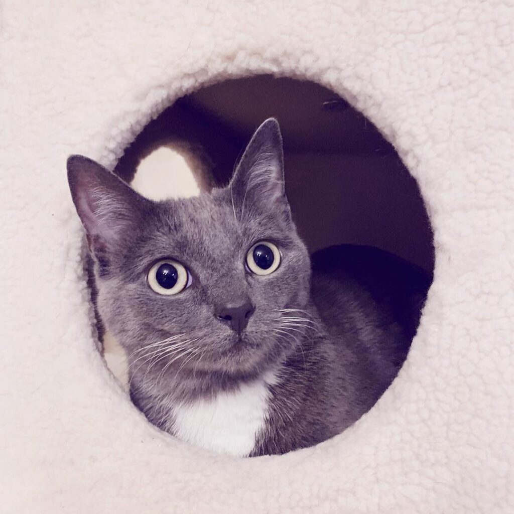 Cat model :