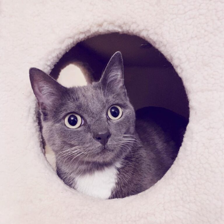 Cat model :