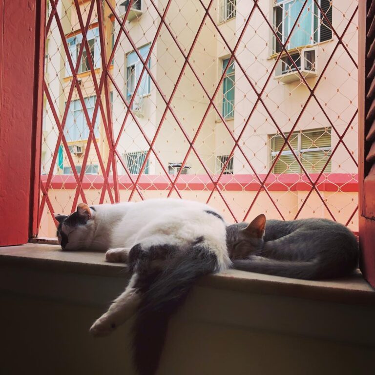 Como não amar? Lili Freddie.