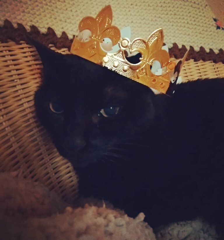 El rey de la casa