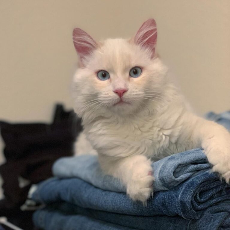 Elwood relaxing on the clean jeans pile. Which pose is your favorite?