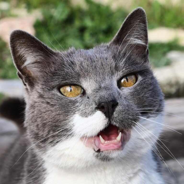 En Atenas no pueden faltar los gatos, la ciudad está llena de