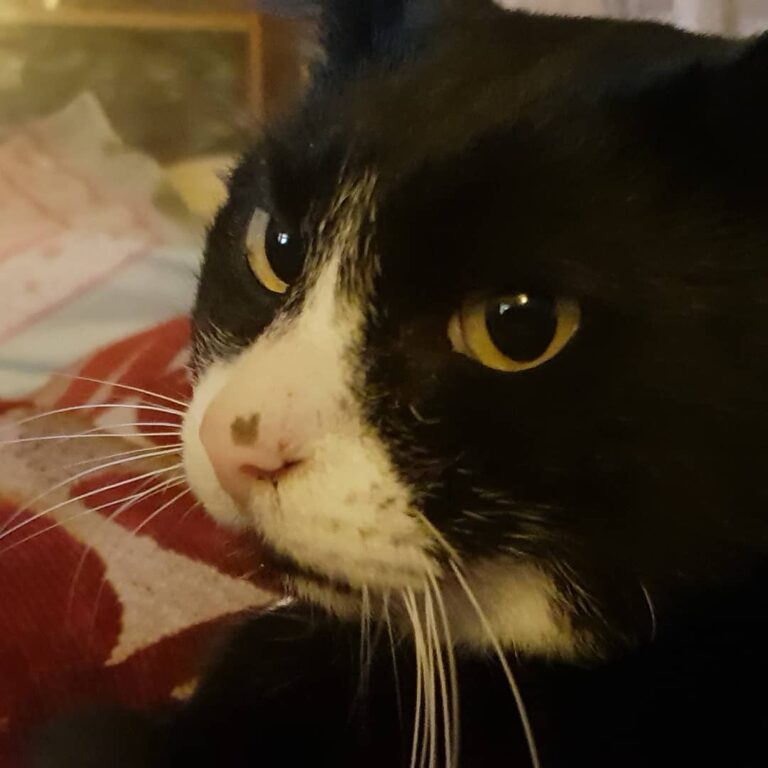 He wasn’t born with a spot on his nose, but this is why he’s called