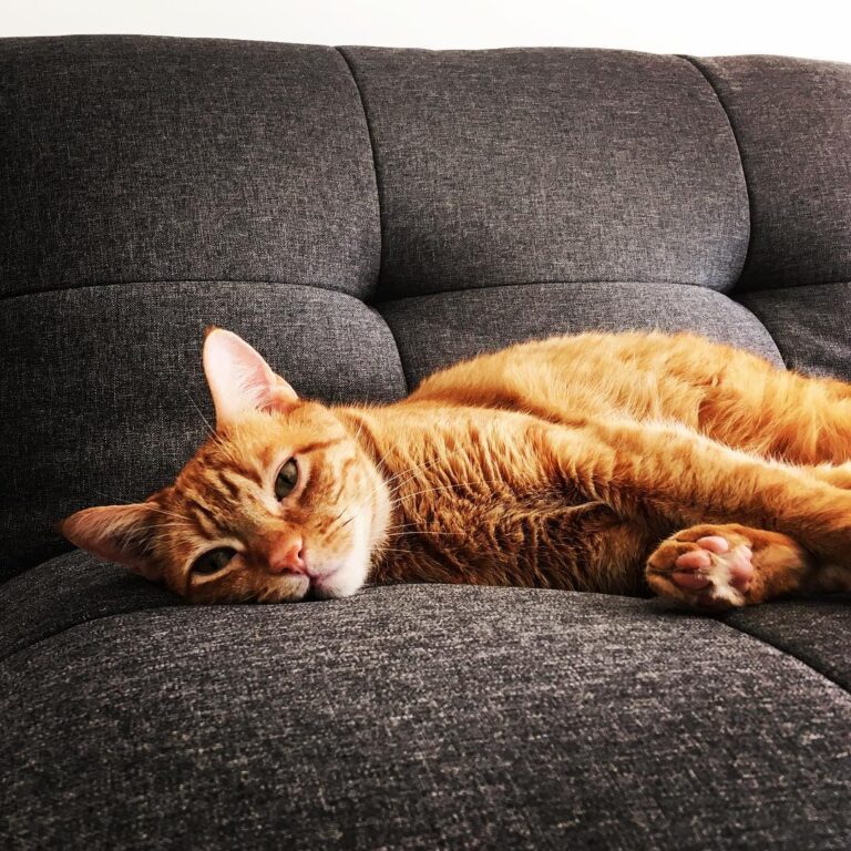 How many cats does it take to put a lightbulb in?…Do honestly believe
