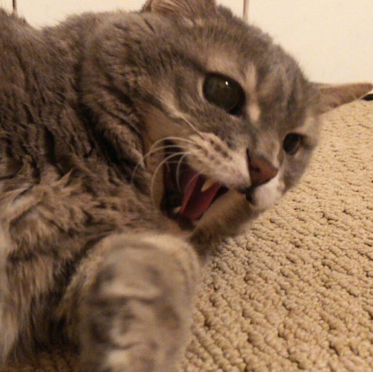 I TOLD YOU NOT TO GO NEAR MY FOOD!!!!!! . . . . . .