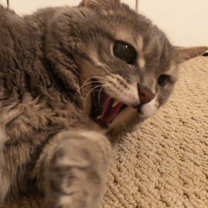 I TOLD YOU NOT TO GO NEAR MY FOOD!!!!!! . . . . . .