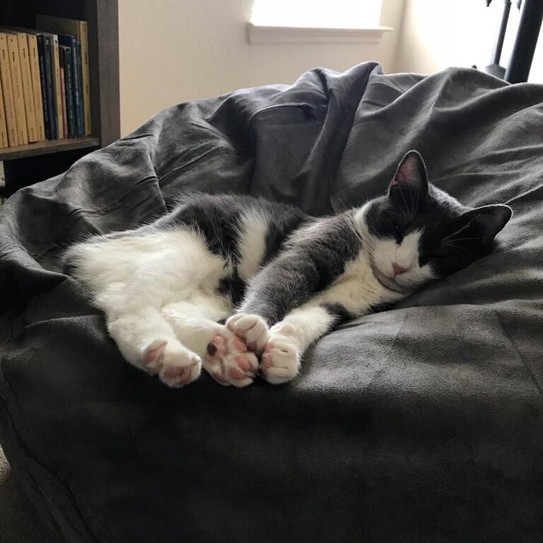 I did not actually get this bean bag chair for him but he doesn’t