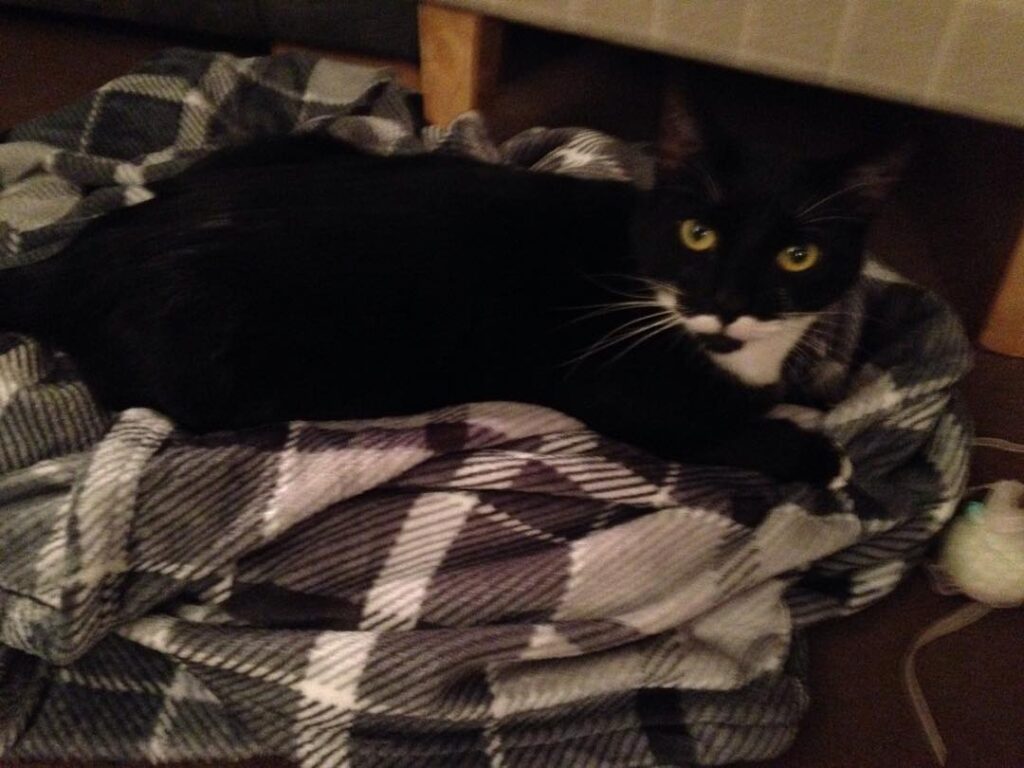 I’m sharing the new blanket. So soooooo soft. Sometimes I sit on it