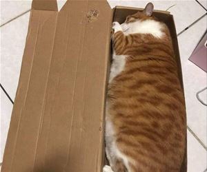 FunnyCatSite