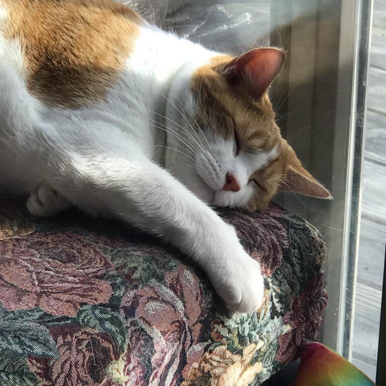 It’s Saturday Caturday . . .