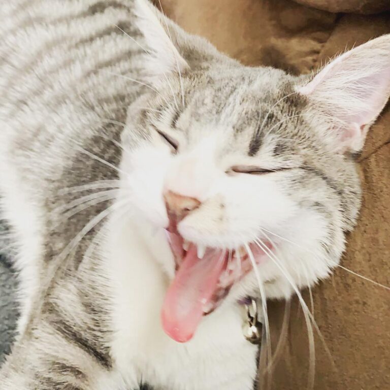 It’s about time for my 3rd nap of the day