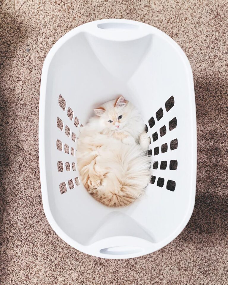 Just chilling at the bottom of a laundry basket!