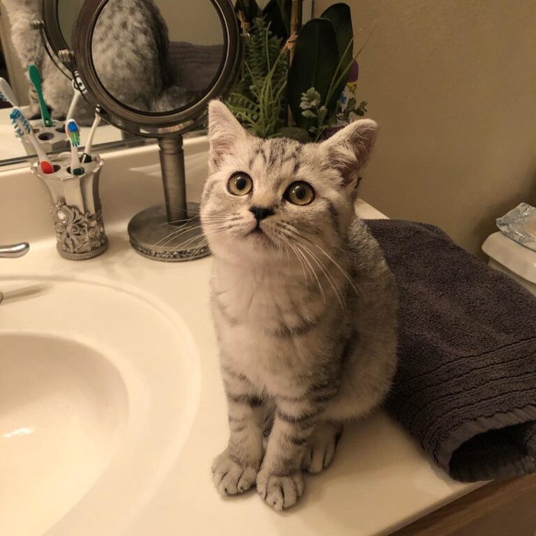 Little nugget