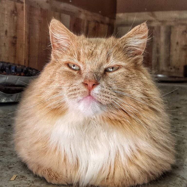Loafing around with Butters.