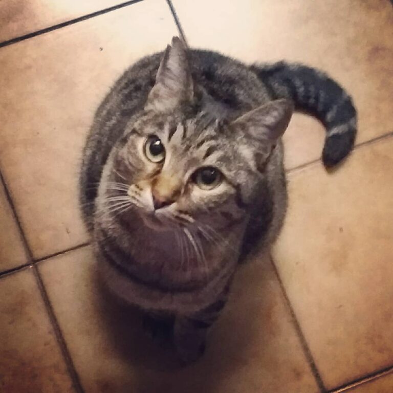 Micione perplesso