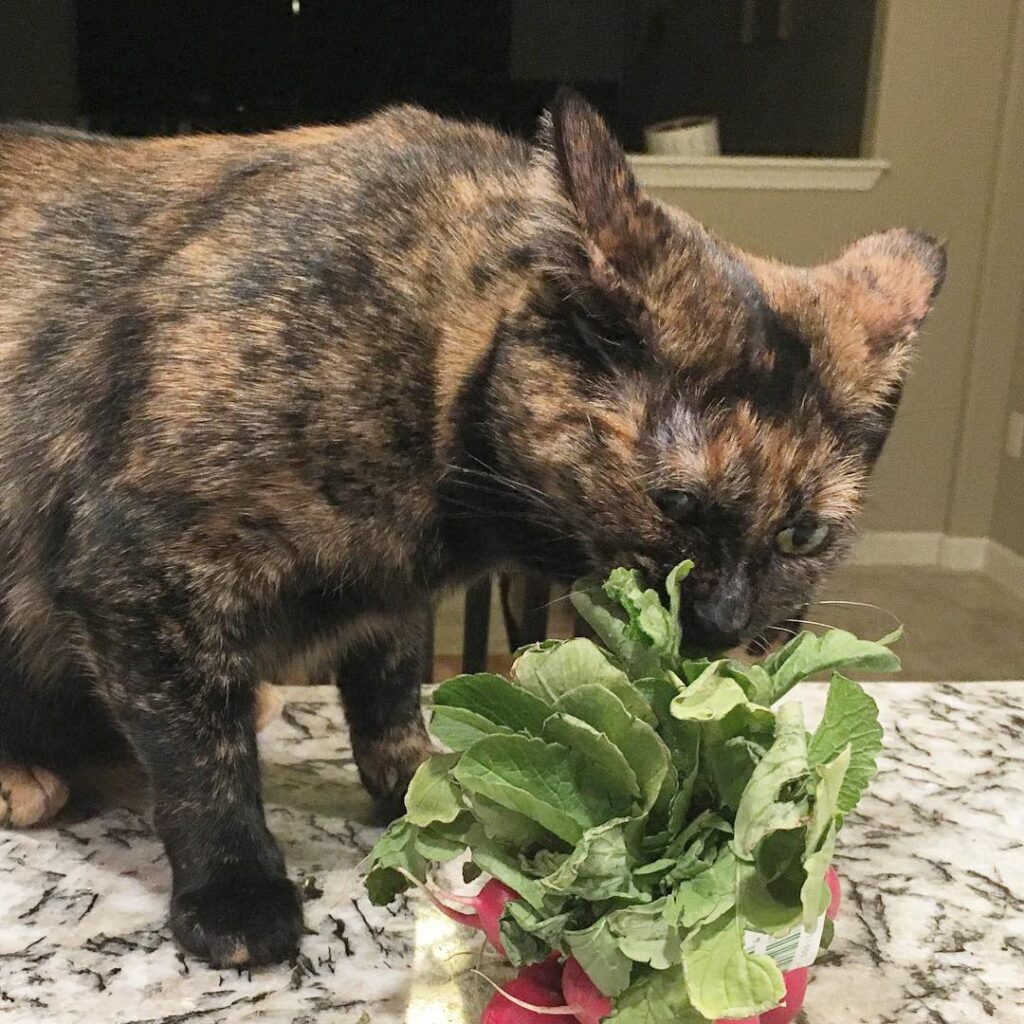 Mmm, radishes . . . . .