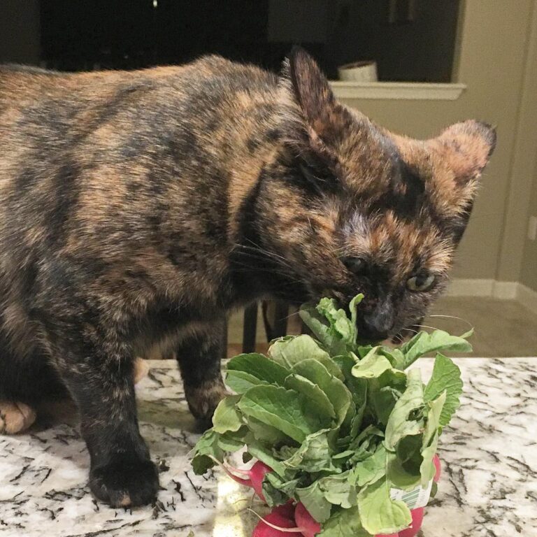 Mmm, radishes . . . . .