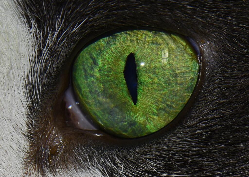 . My cat’s eye. Used a macro lens but still needed some cropping. The