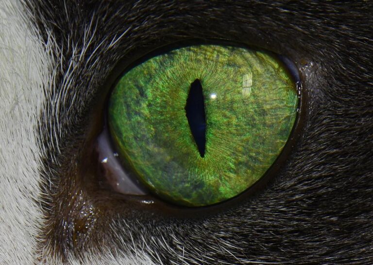 . My cat’s eye. Used a macro lens but still needed some cropping. The
