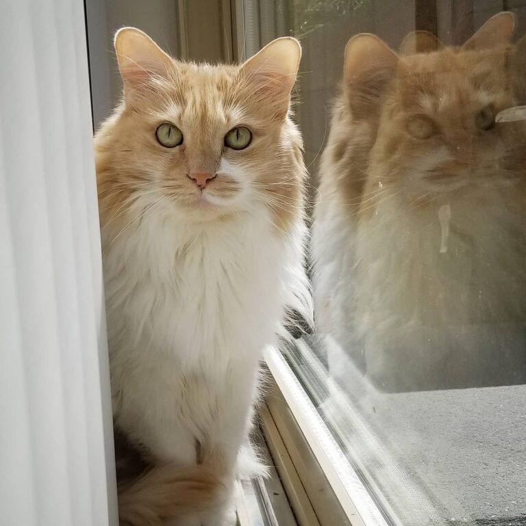 My twin made another appawrence today Happy everypawdy